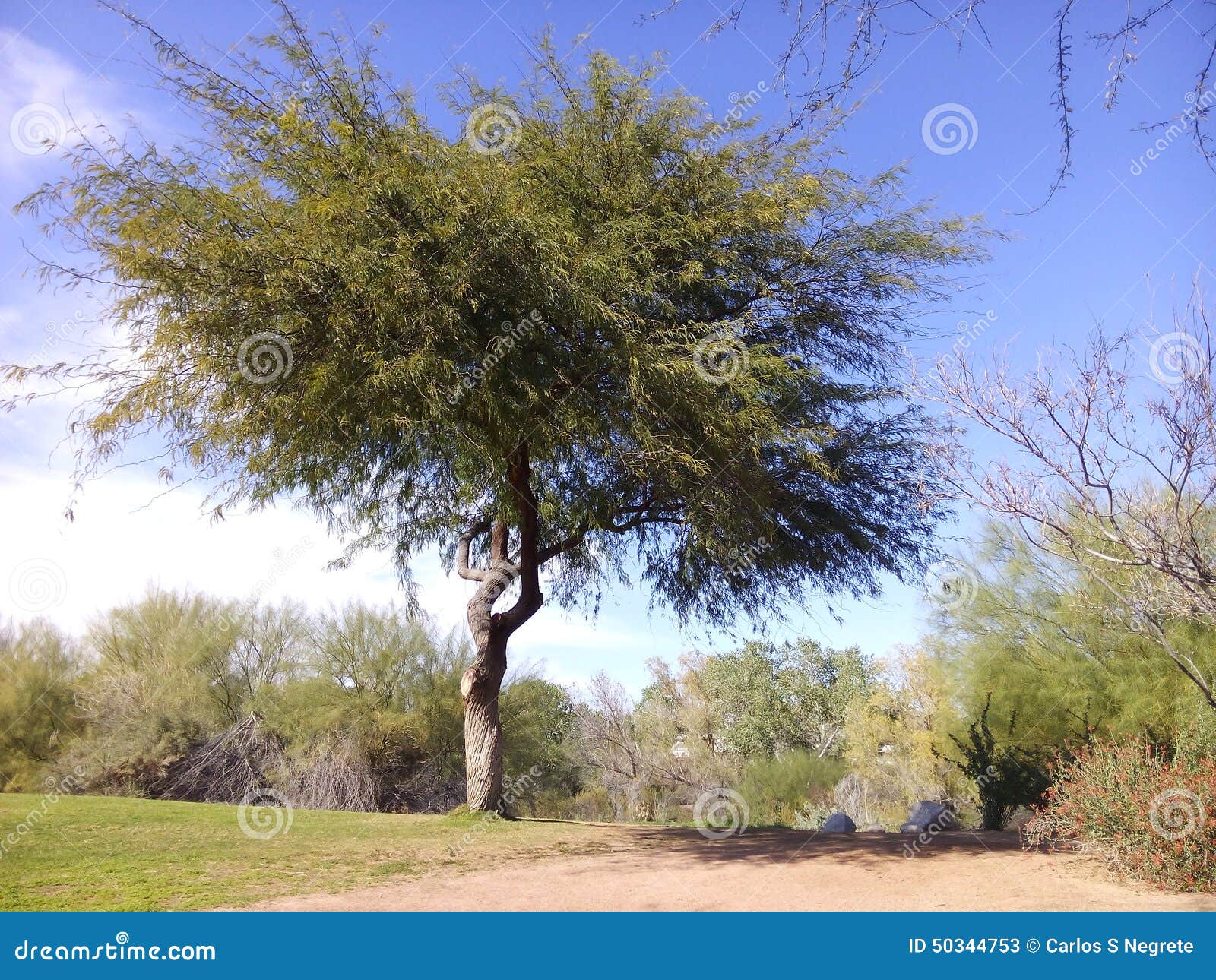 Mesquite tree stock image. Image of nature, giant, towers 50344753