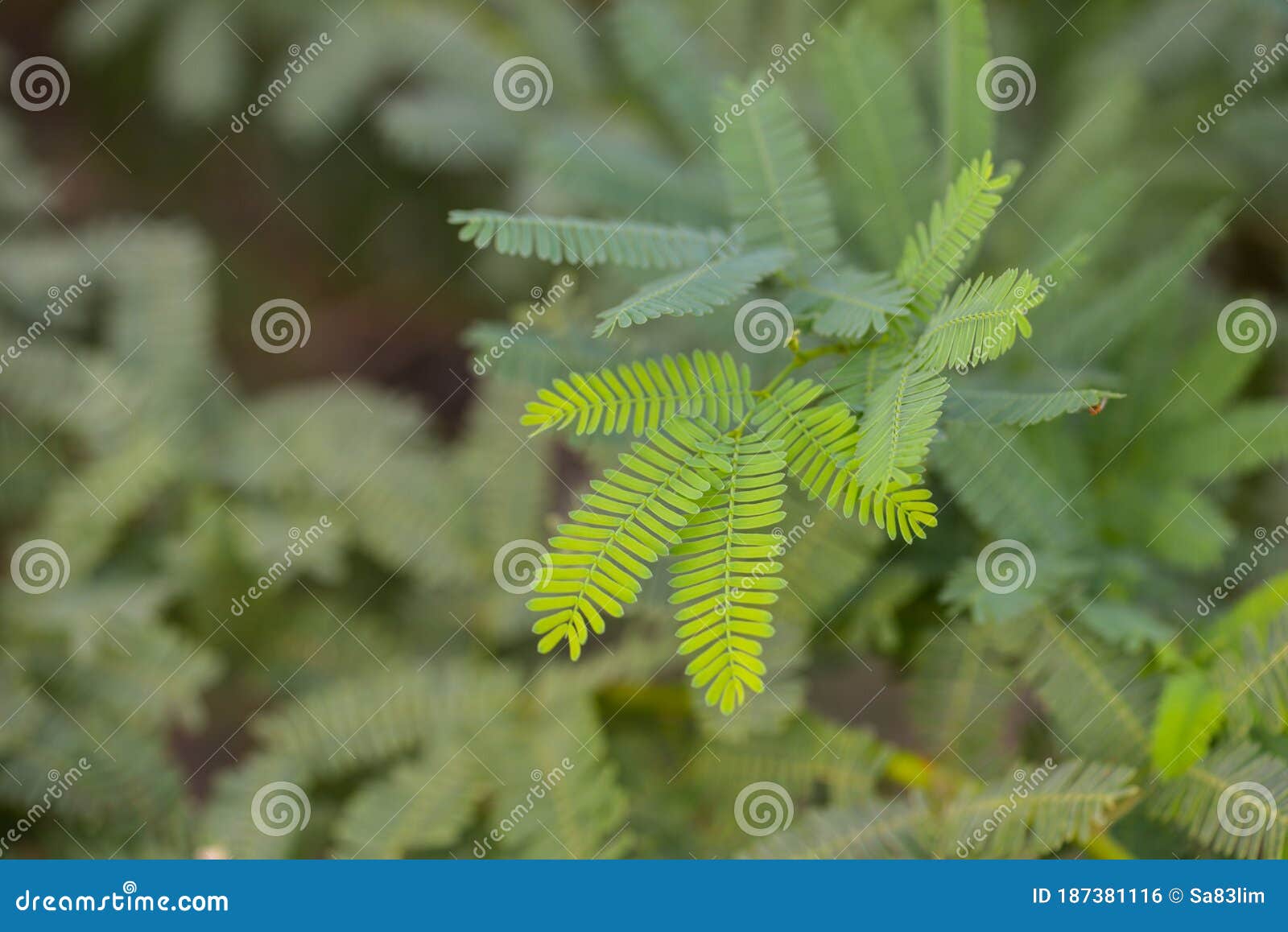 Mesquite Tree Leaves in Wadi Alkhodh Valley, Muscat, Oman Stock ...