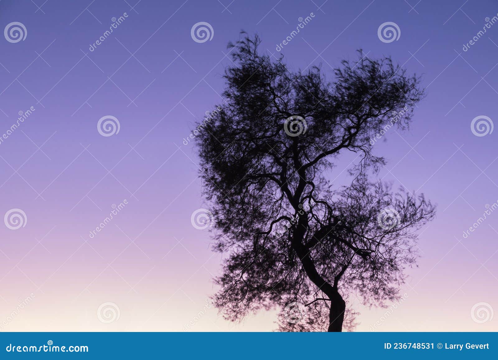 Mesquite Tree in Silhouette Stock Image Image of green, arizona