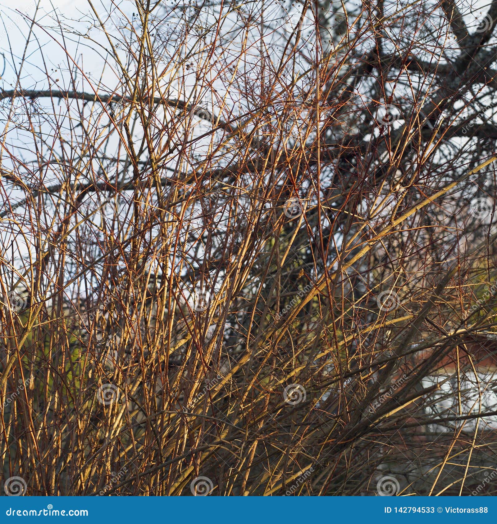 Messy Bare Branches in a Windy Day Stock Image - Image of chaotic