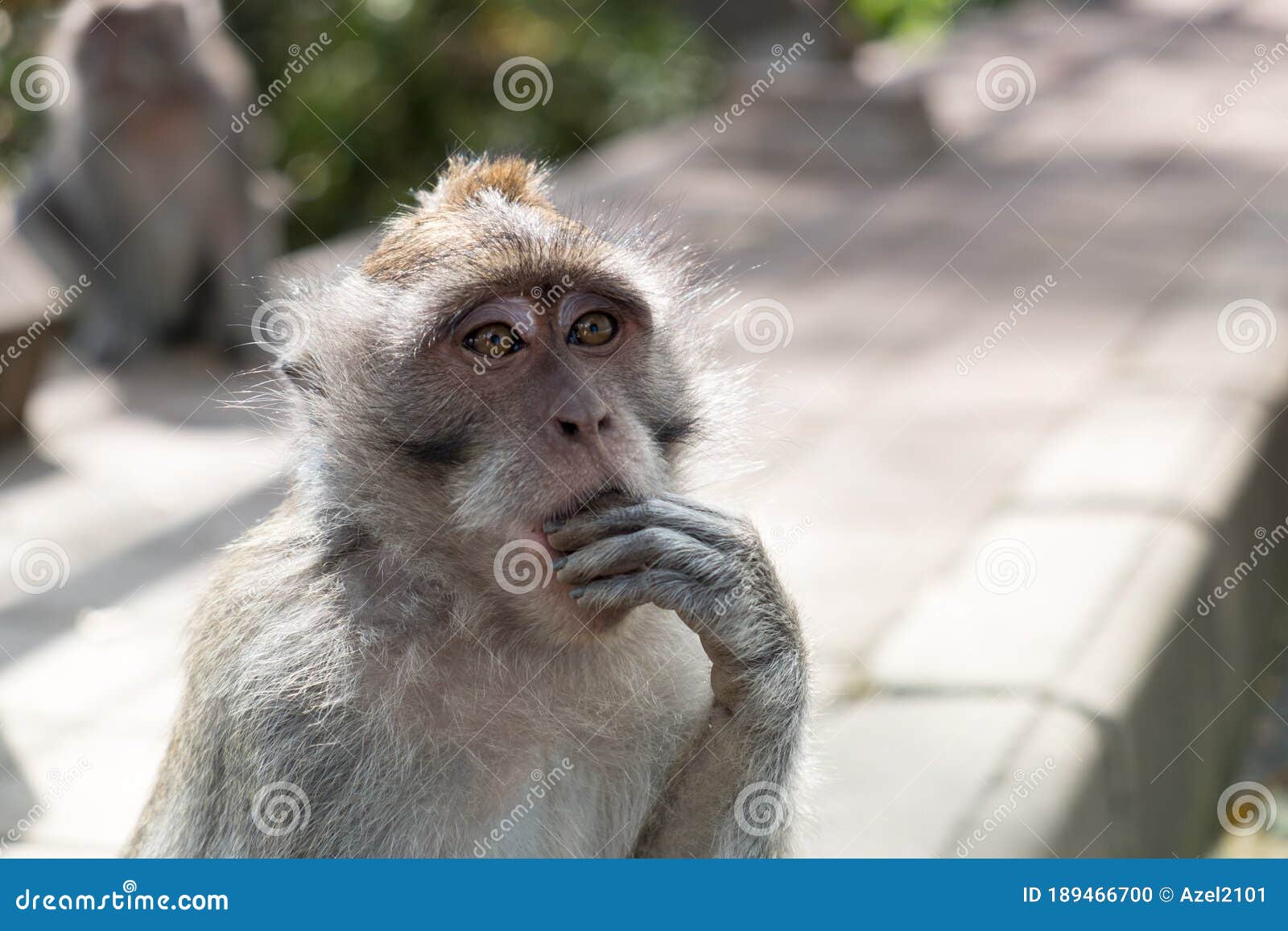balinese witty local monkey