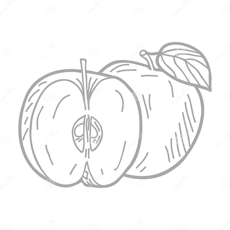 Met De Hand Getekende Vectorillustratie Van Appels Vector Illustratie Met De Hand Getekende Vectorillustratie Van Appels Vector Illustratie