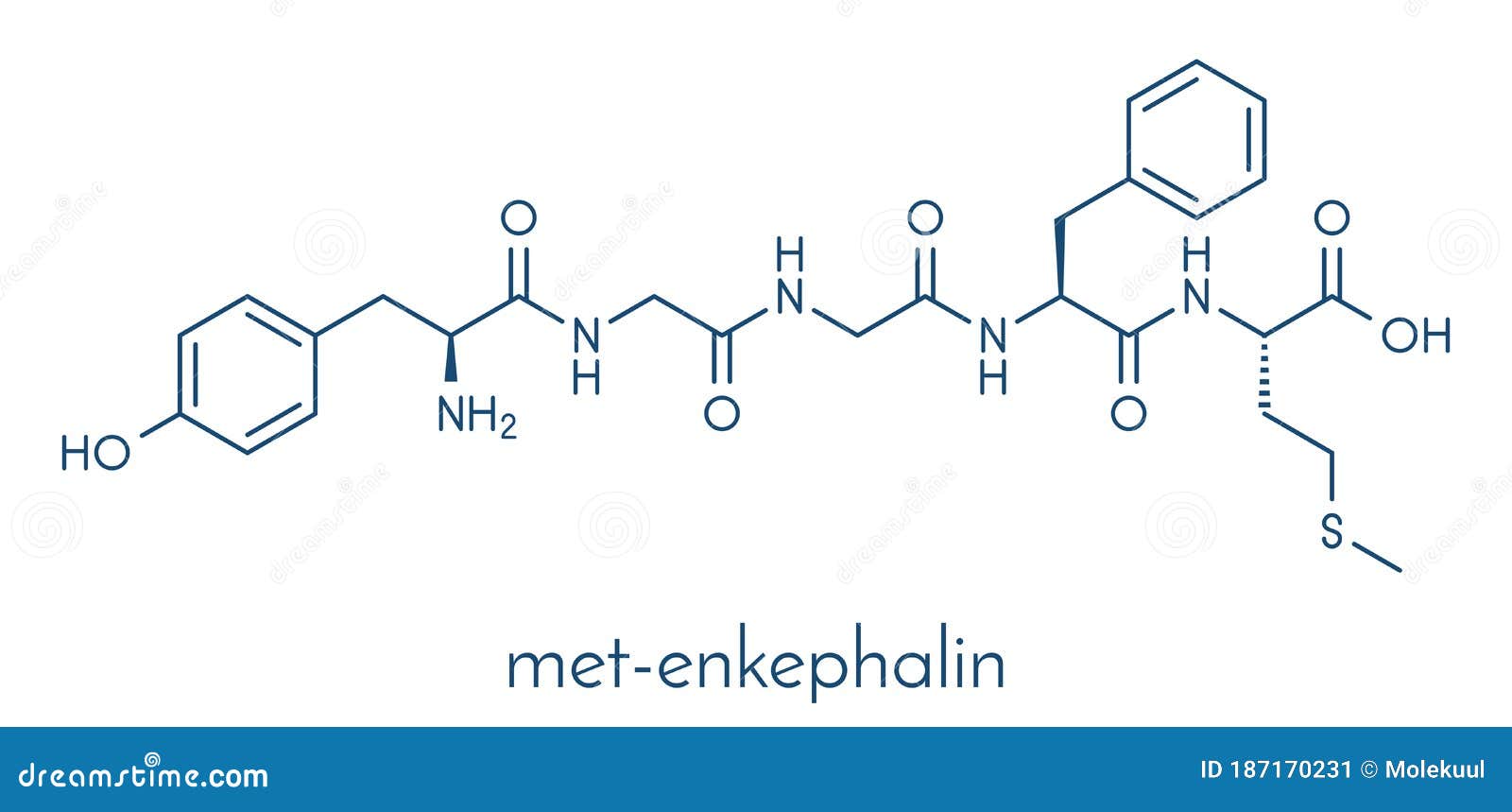met-enkephalin endogenous opioid peptide molecule. skeletal formula.