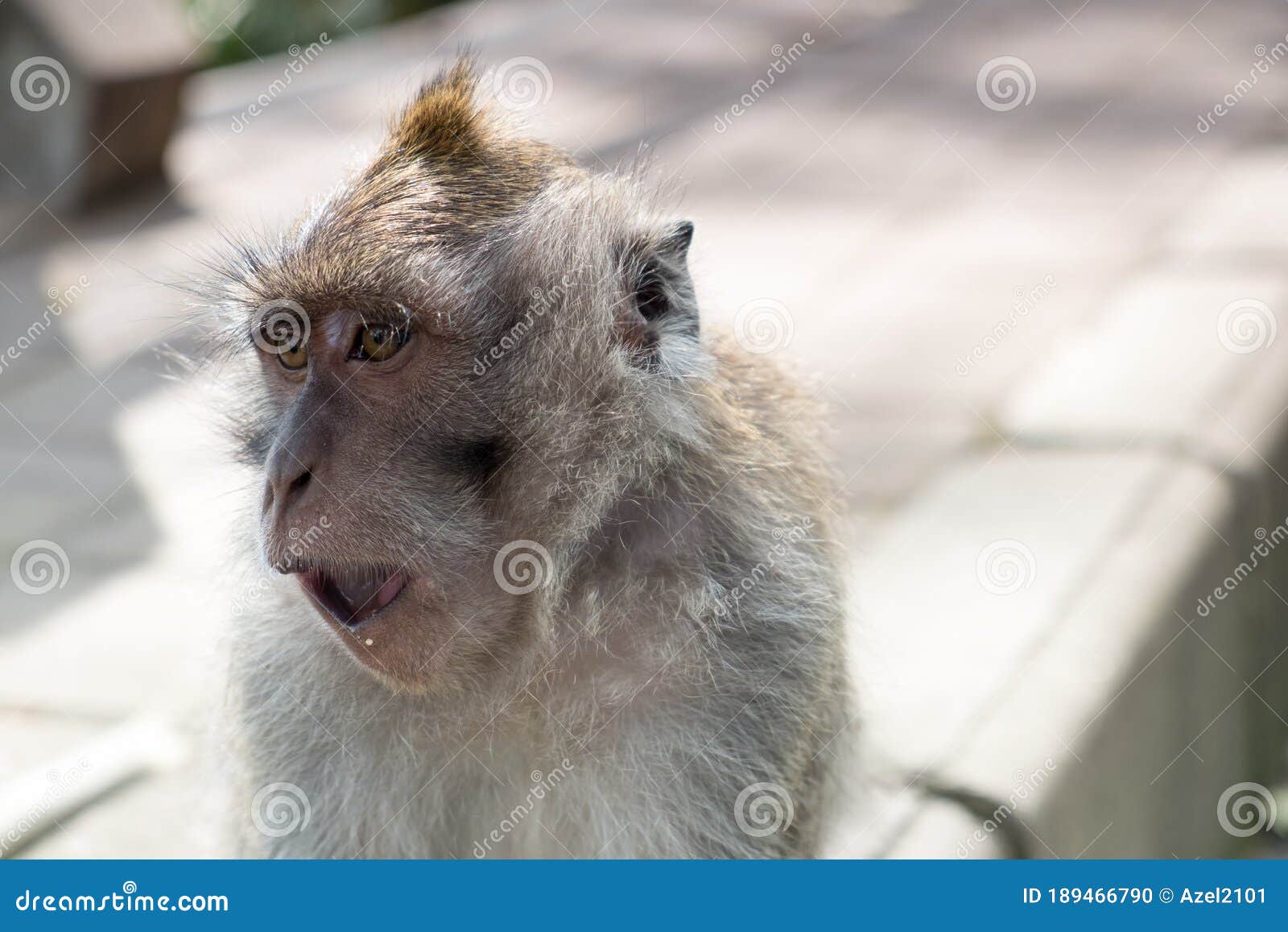 witty monkey at the street of buyan lake