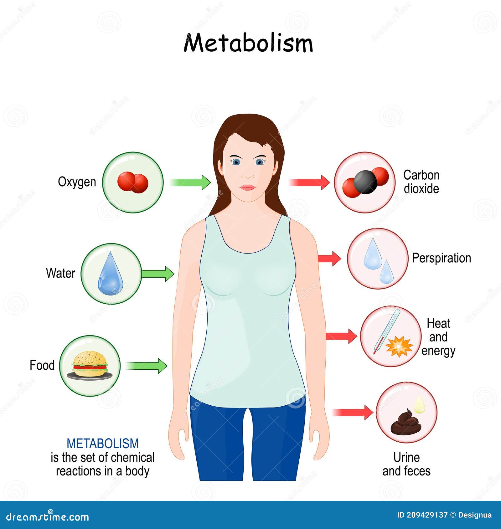 Metabolism Cartoons Illustrations Vector Stock Images 14294 metabolism-cartoons-illustrations-vector-stock-images-14294
