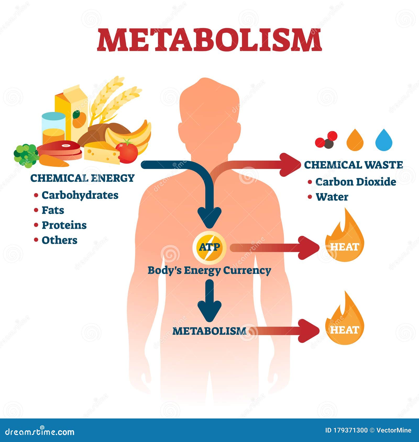 metabolism  . labeled chemical energy educational scheme.