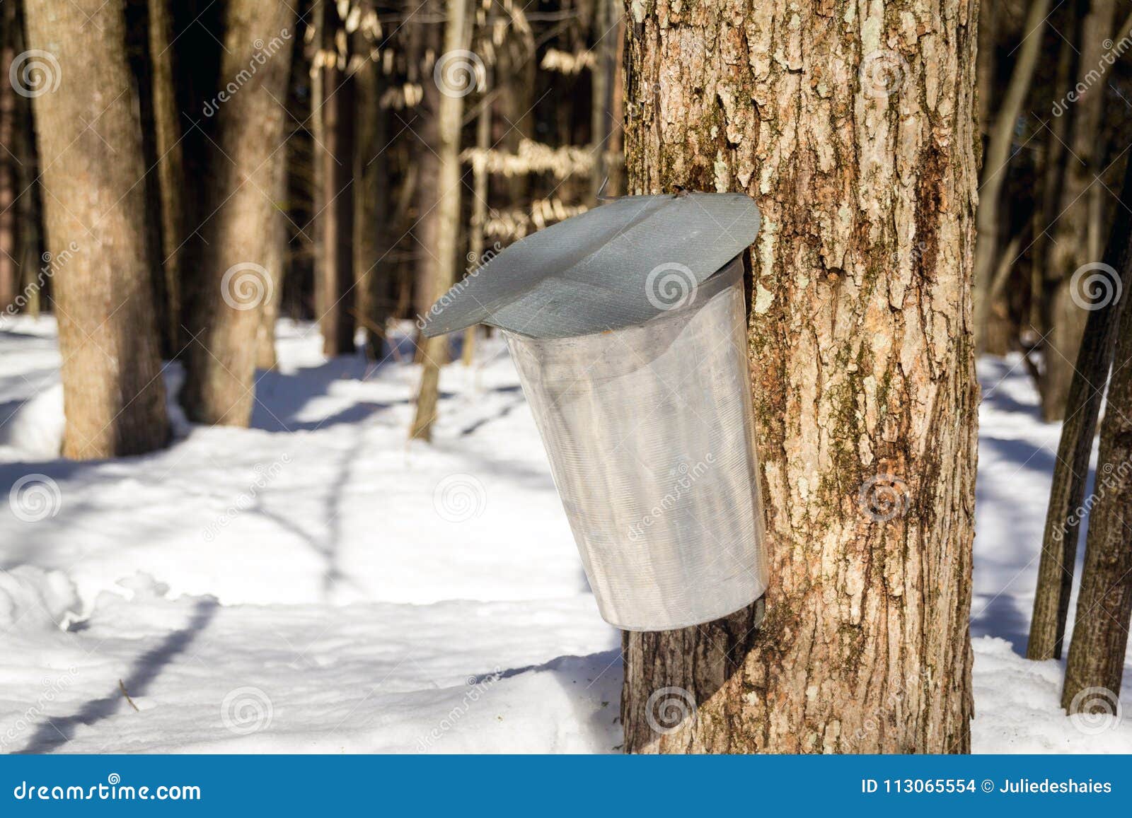 Metal Bucket for Collection Maple Syrup Stock Photo Image of taping