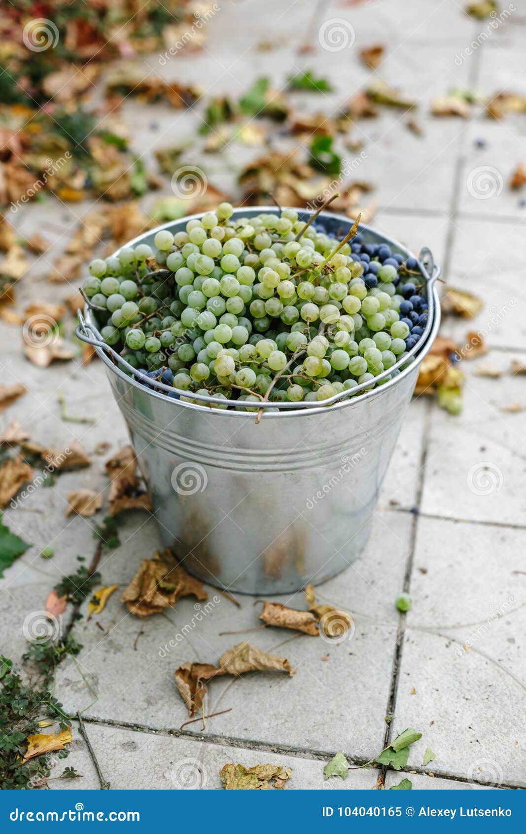 Metal Bucket with Freshly Picked Grapes. Stock Image Image of harvest