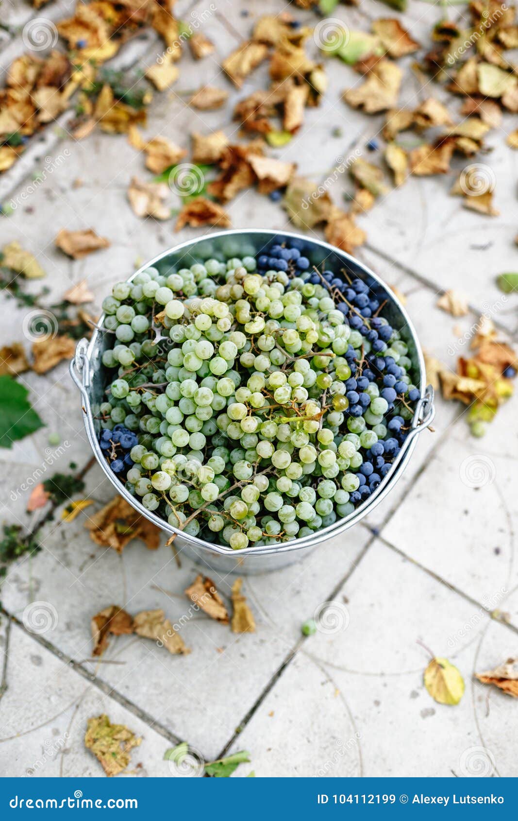 Metal Bucket with Freshly Picked Grapes. Stock Image Image of fresh