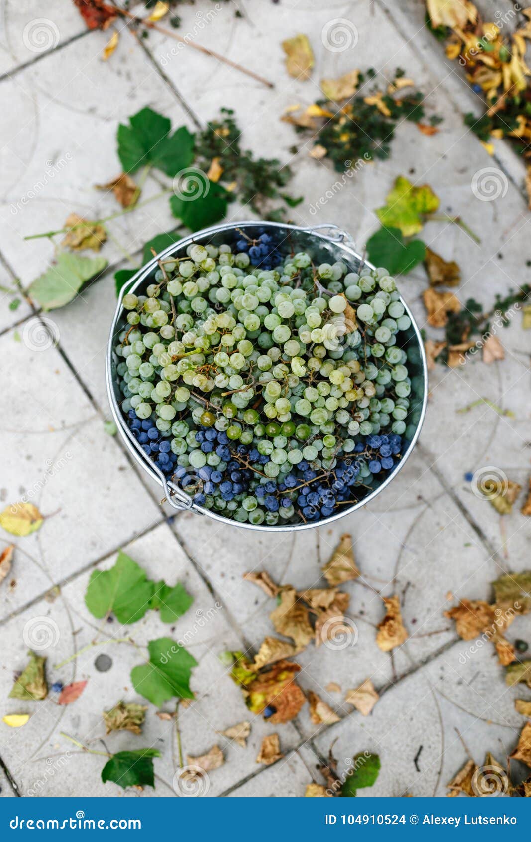 Metal Bucket with Freshly Picked Grapes. Stock Photo Image of blue