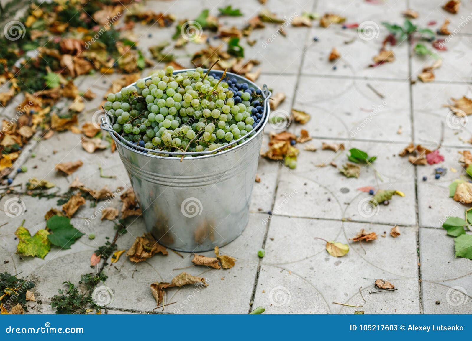 Metal Bucket with Freshly Picked Grapes. Stock Image Image of