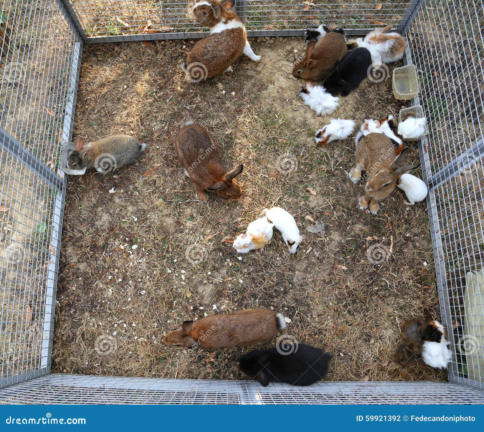 Metal Cage with Many Rabbits Stock Photo Image of rabbits, muzzle