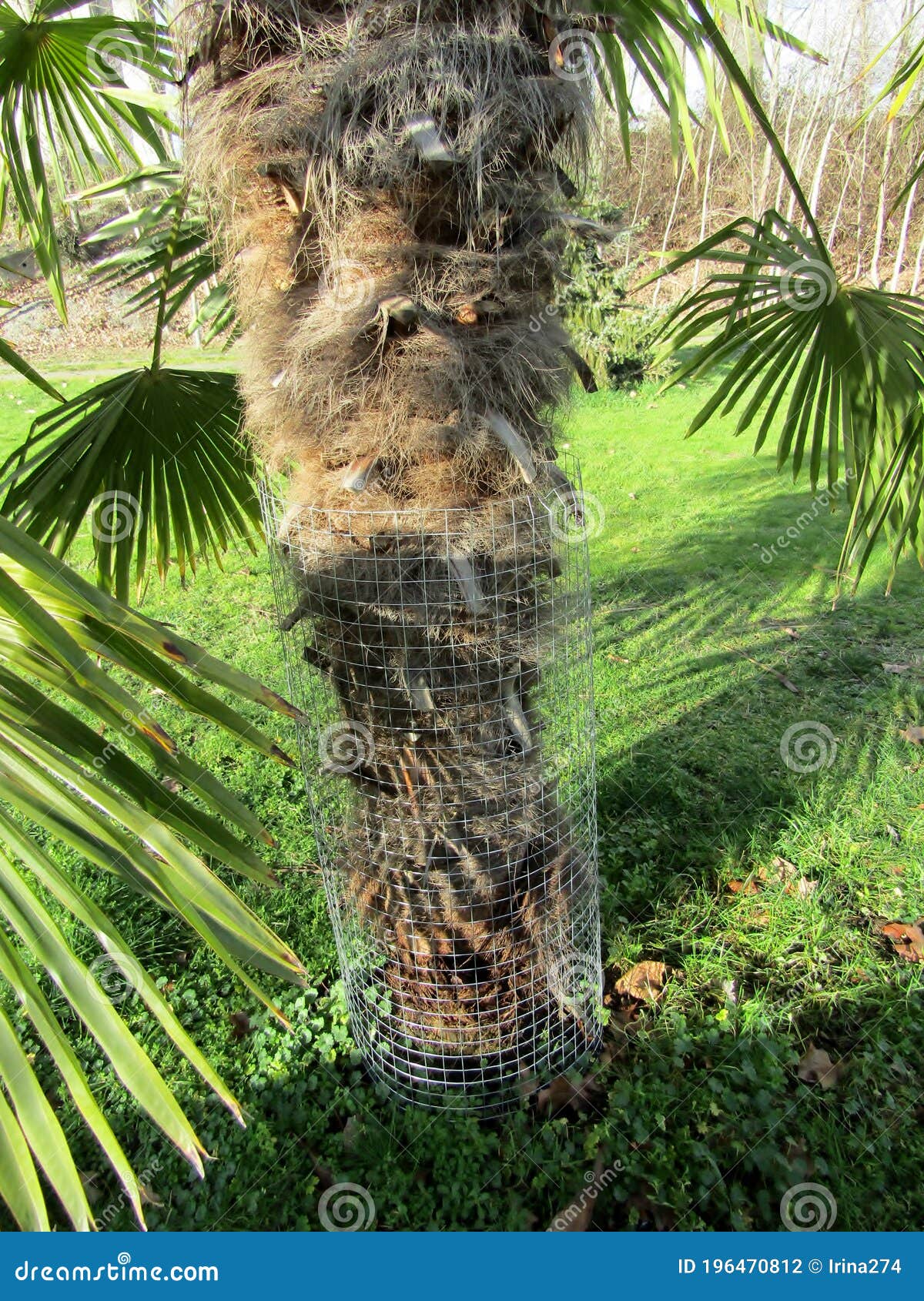 Metal Net Palm Tree Bark Guard. Stock Photo Image of application, guard 196470812