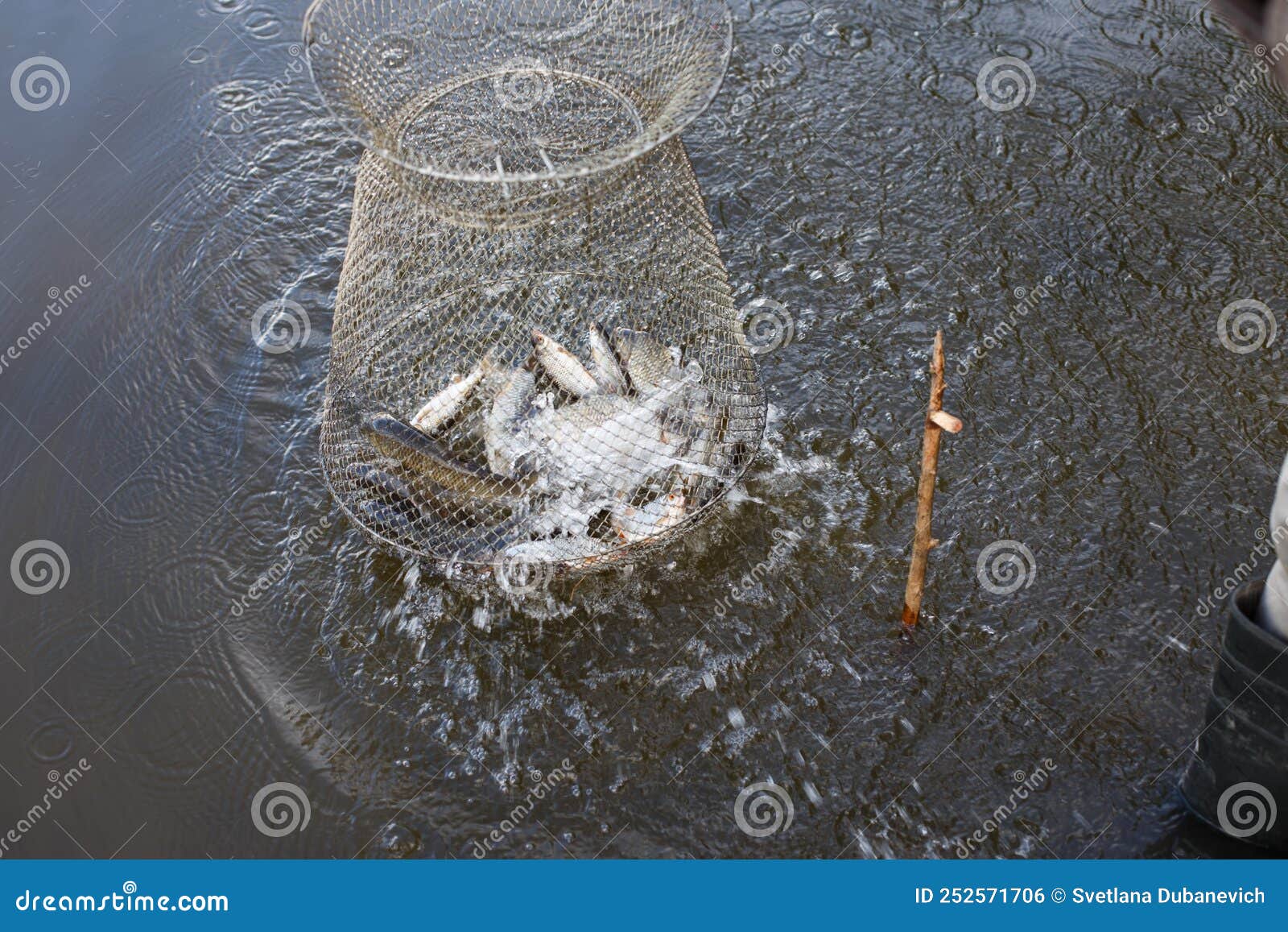 Metal Mesh Cage for Fish is Installed in the River Water Near the Shore. Stock Photo Image of