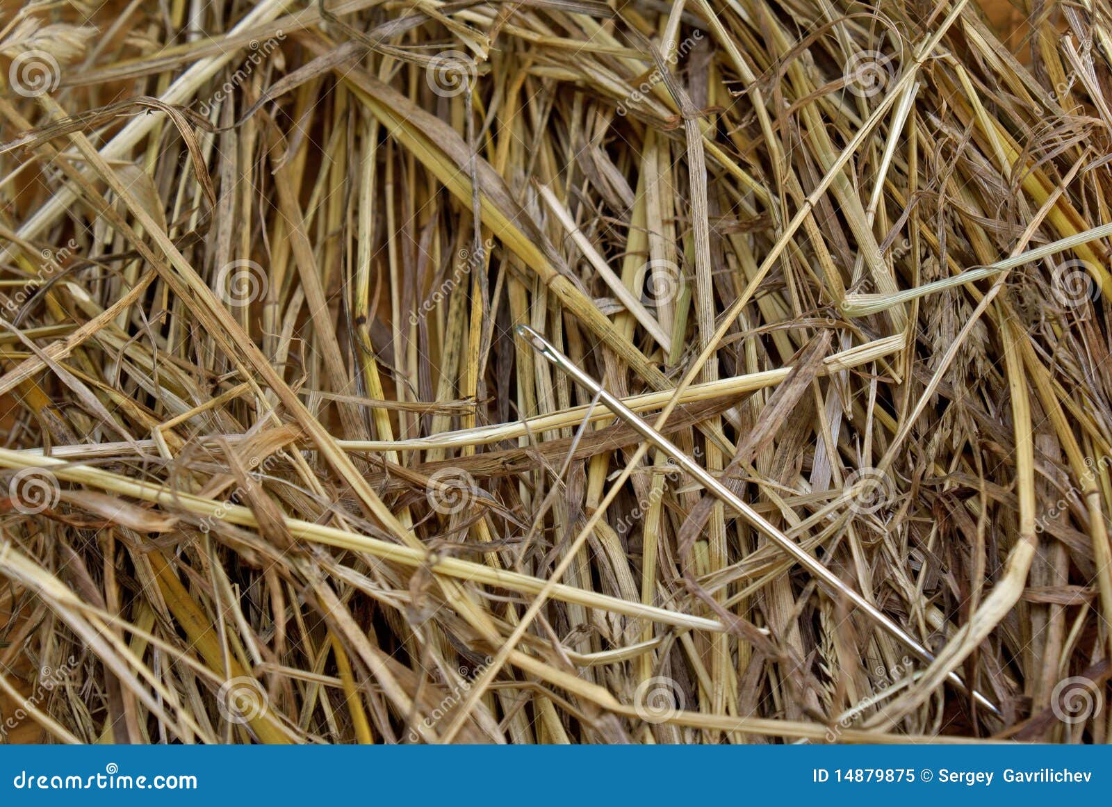needle in a hay stack an eggscellent eggvanture needle in a hay stack an eggscellent eggvanture