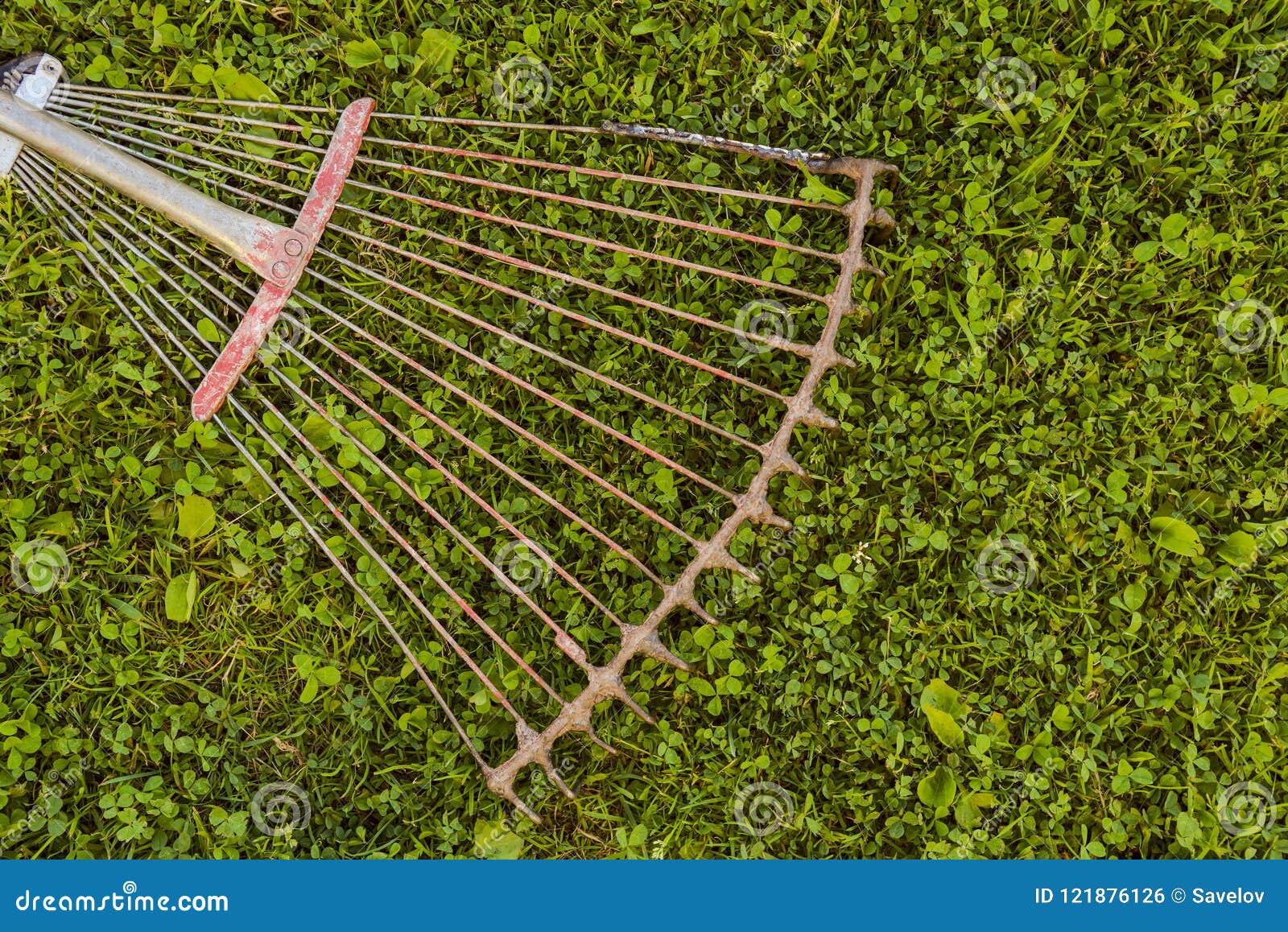 Metal Rake for Leaves on a Natural Lawn Stock Photo - Image of color ...