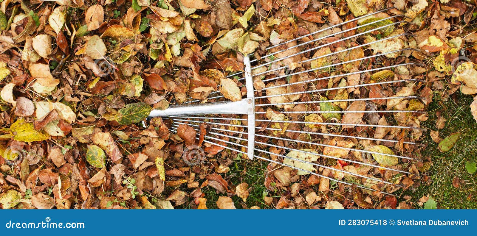 Metal Rake on a Pile of Autumn Leaves in the Garden Stock Photo - Image ...