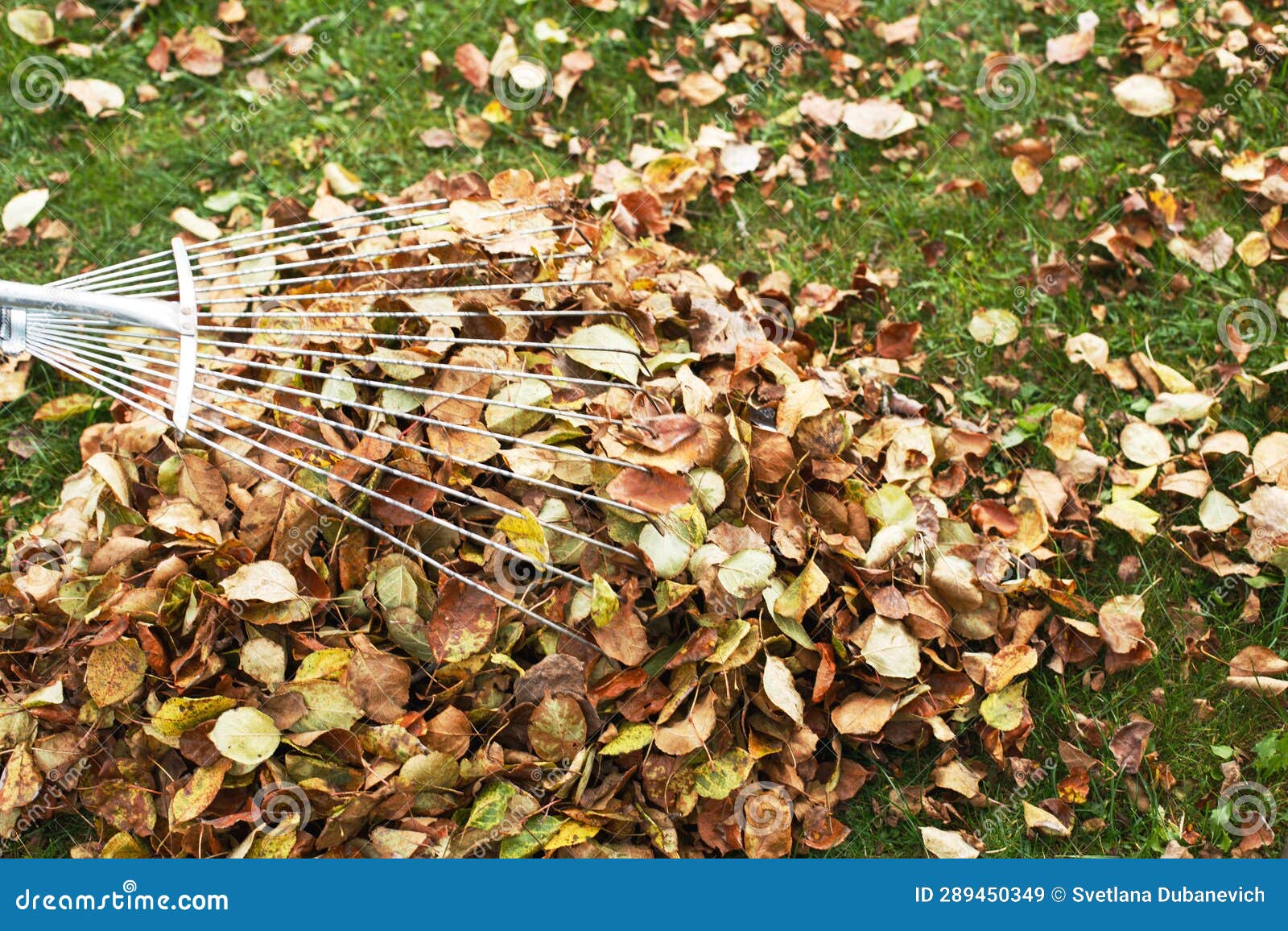 Metal Rake on a Pile of Autumn Leaves in the Garden Stock Image - Image ...