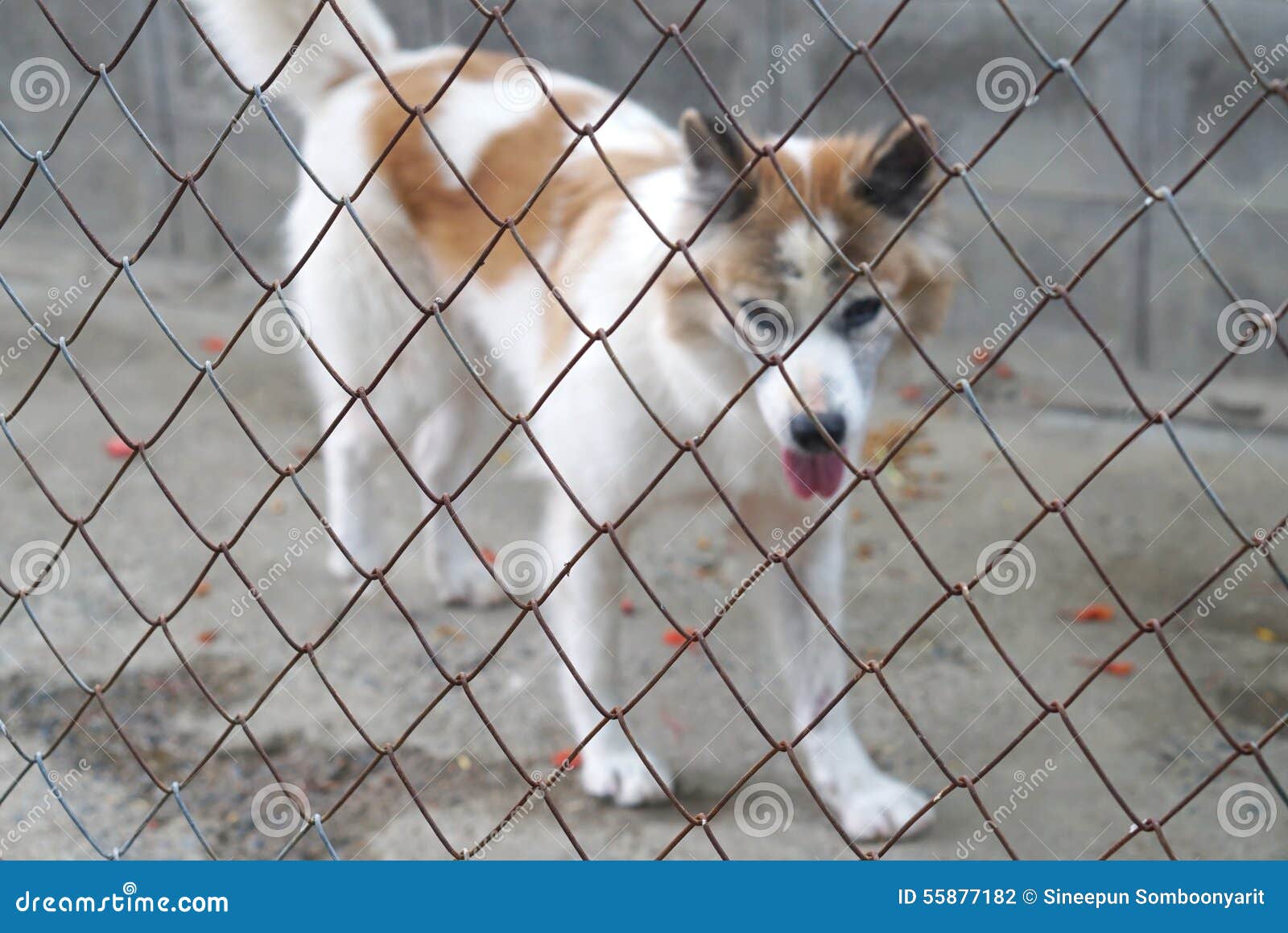 fence for dogs inside