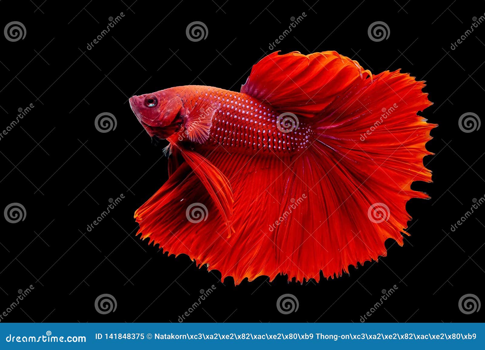 Thai Fighting Fish is a Beautiful Fish and Thai National Fish ...