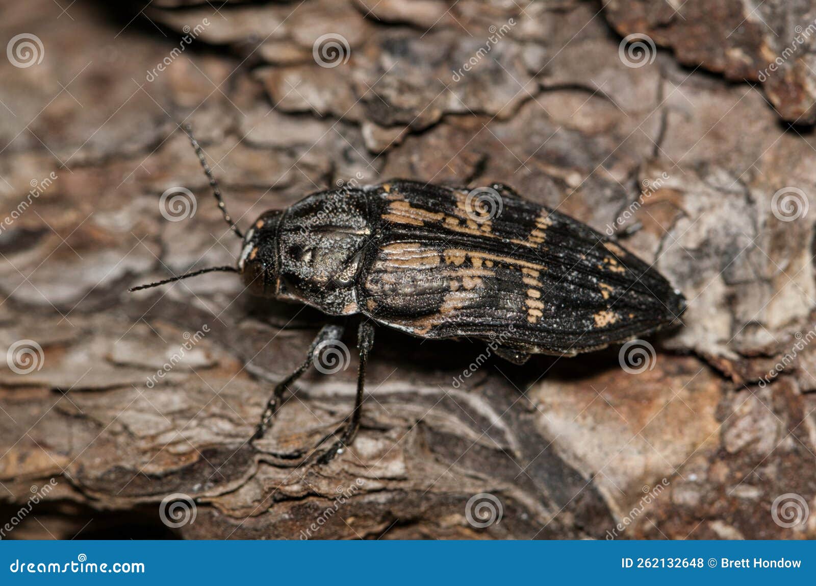 metallic wood-boring beetle (buprestis consularis) on plant bark in houston, tx.