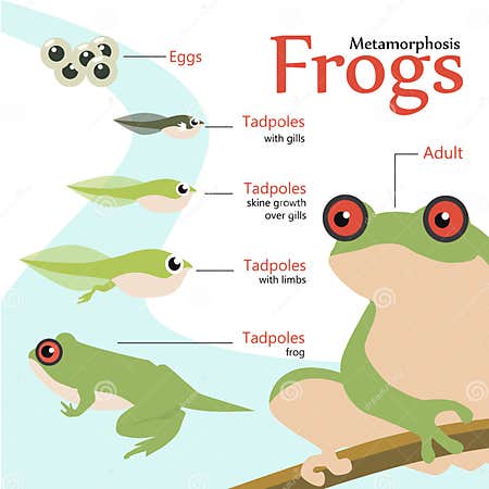 Metamorphosis Life Cycle of a Frog Vector Illustration Stock Vector