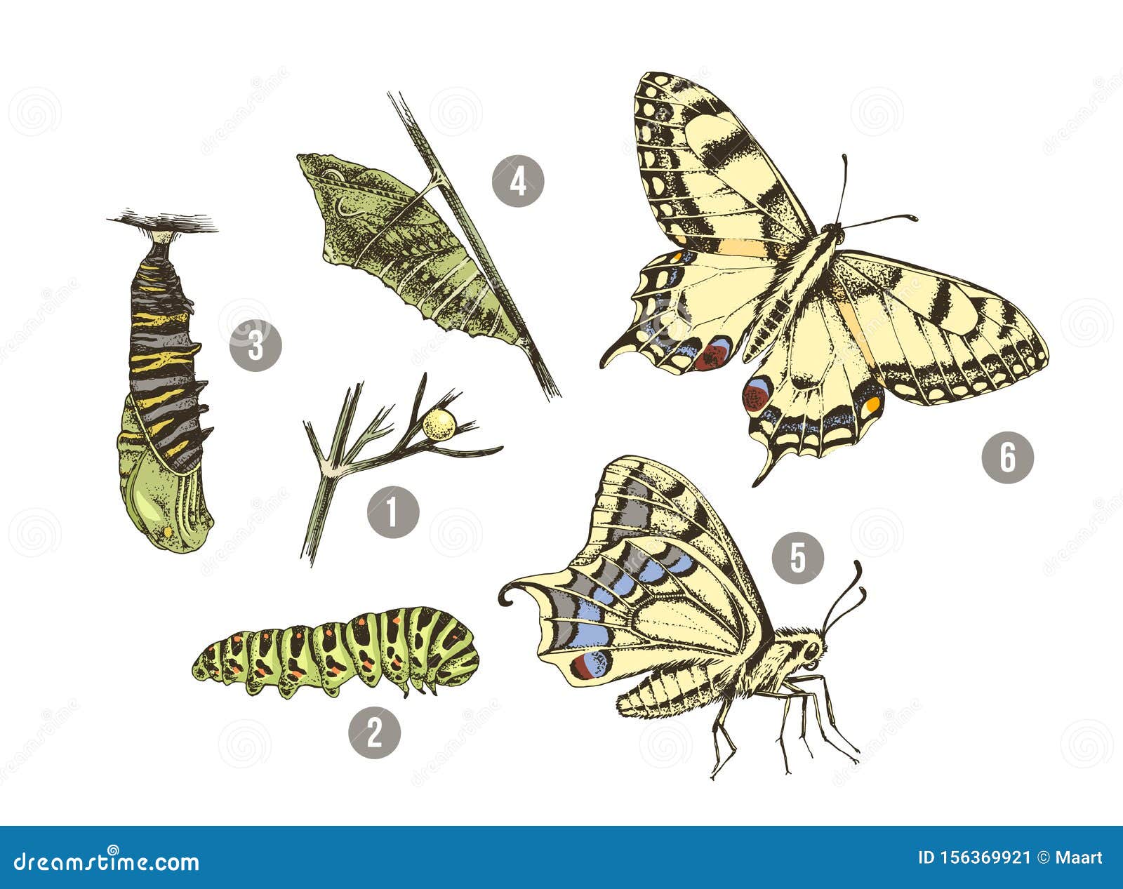Metamorphosis of the Swallowtail - Papilio Machaon - Butterfly Stock ...