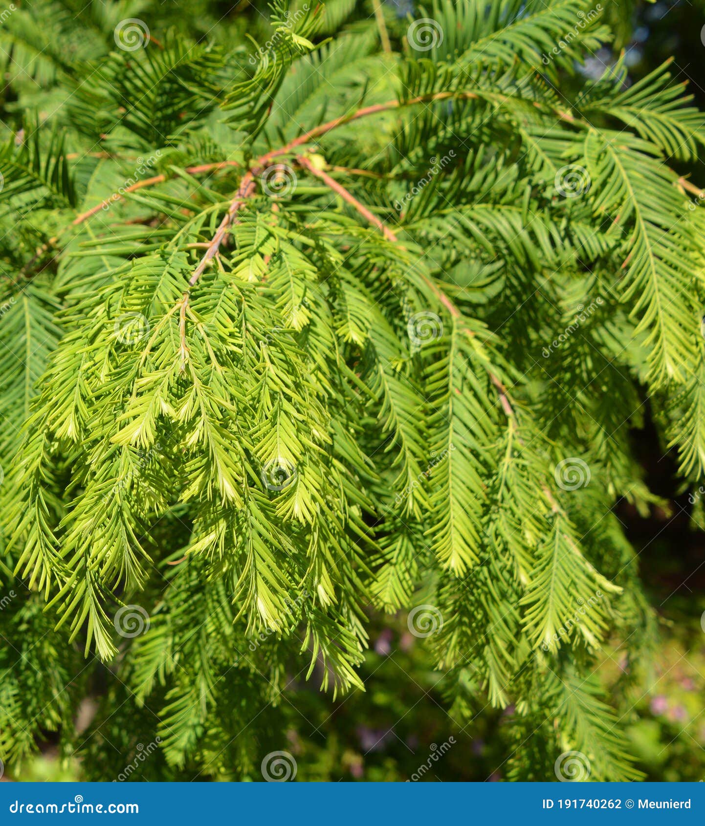 metasequoia 4 serial id password metasequoia 4 serial id password