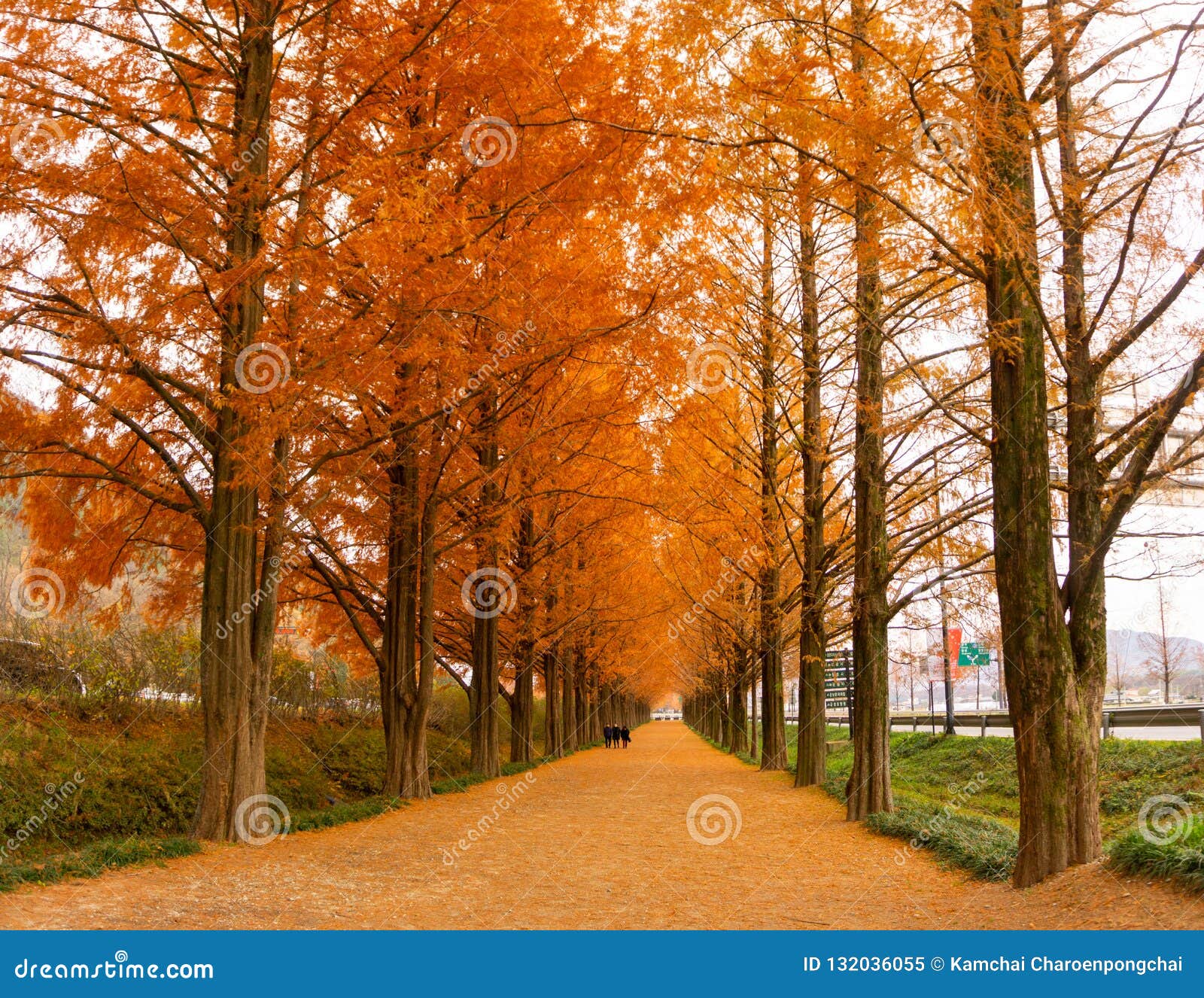 download metasequoia download metasequoia