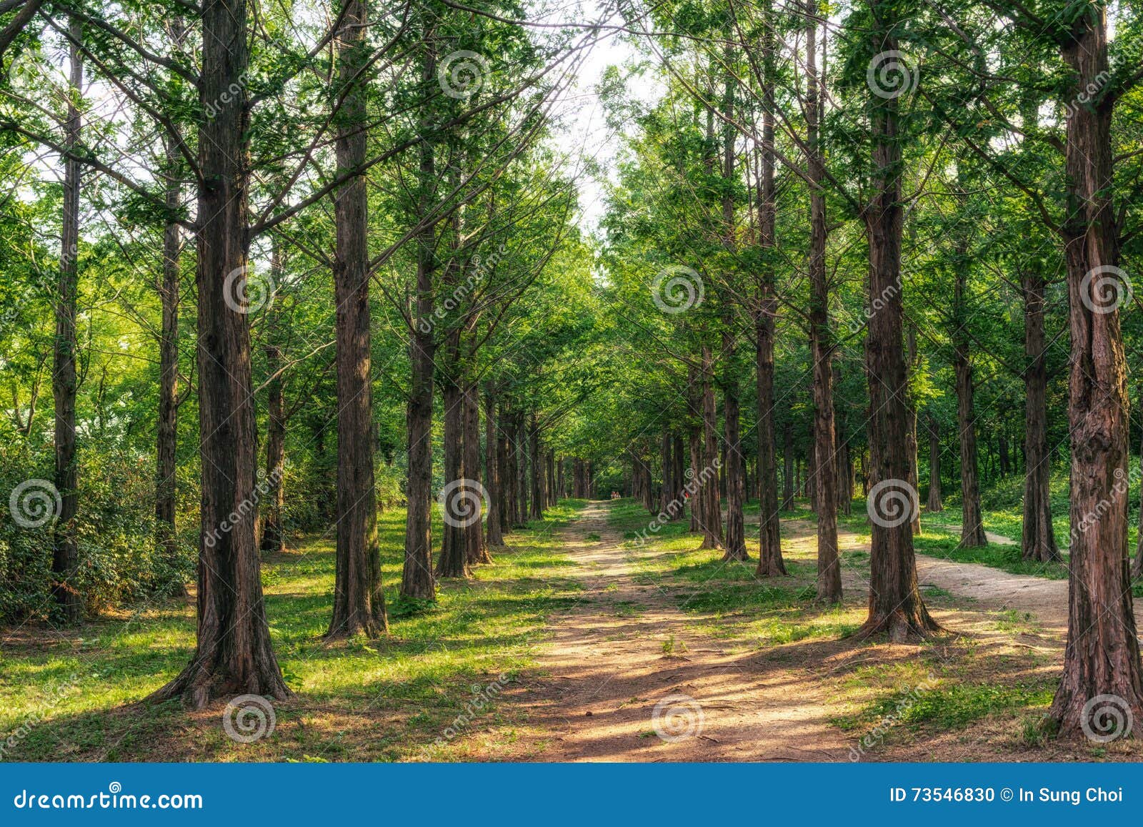 metasequoia park in haneul park