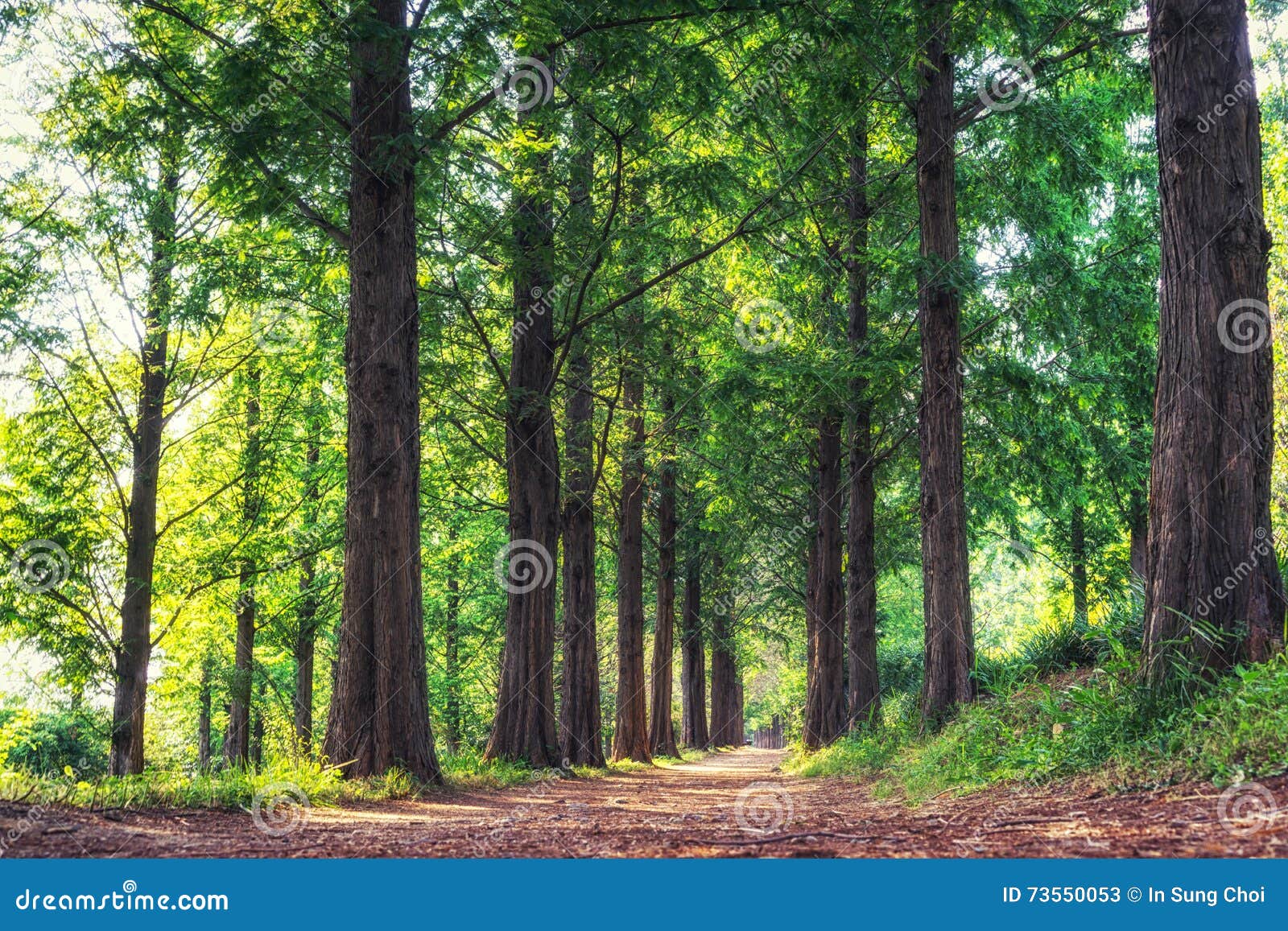 metasequoia south korea metasequoia south korea