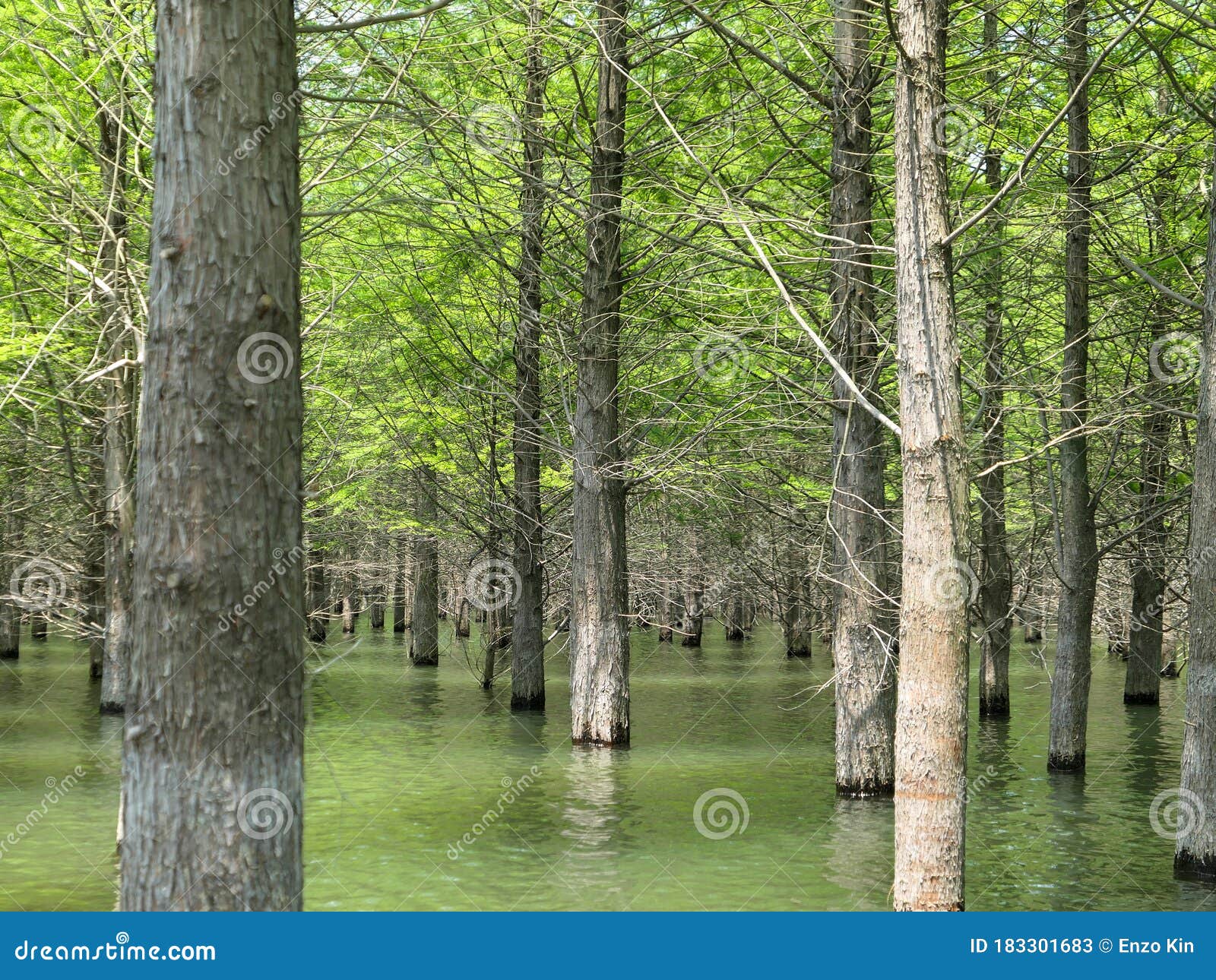 Metasequoia forest north carolina Metasequoia forest north carolina