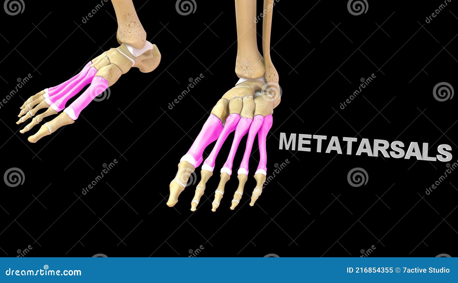 Metatarsalis Ossa Di Piede Umano Illustrazione di Stock