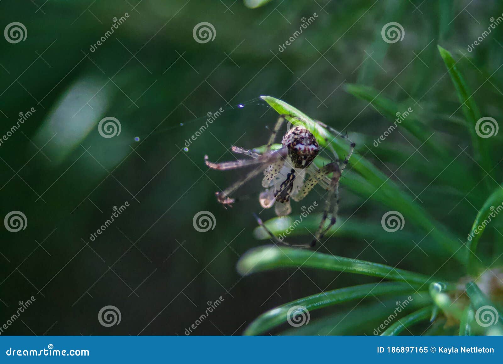metellina segmentata long-jawed orb weavers