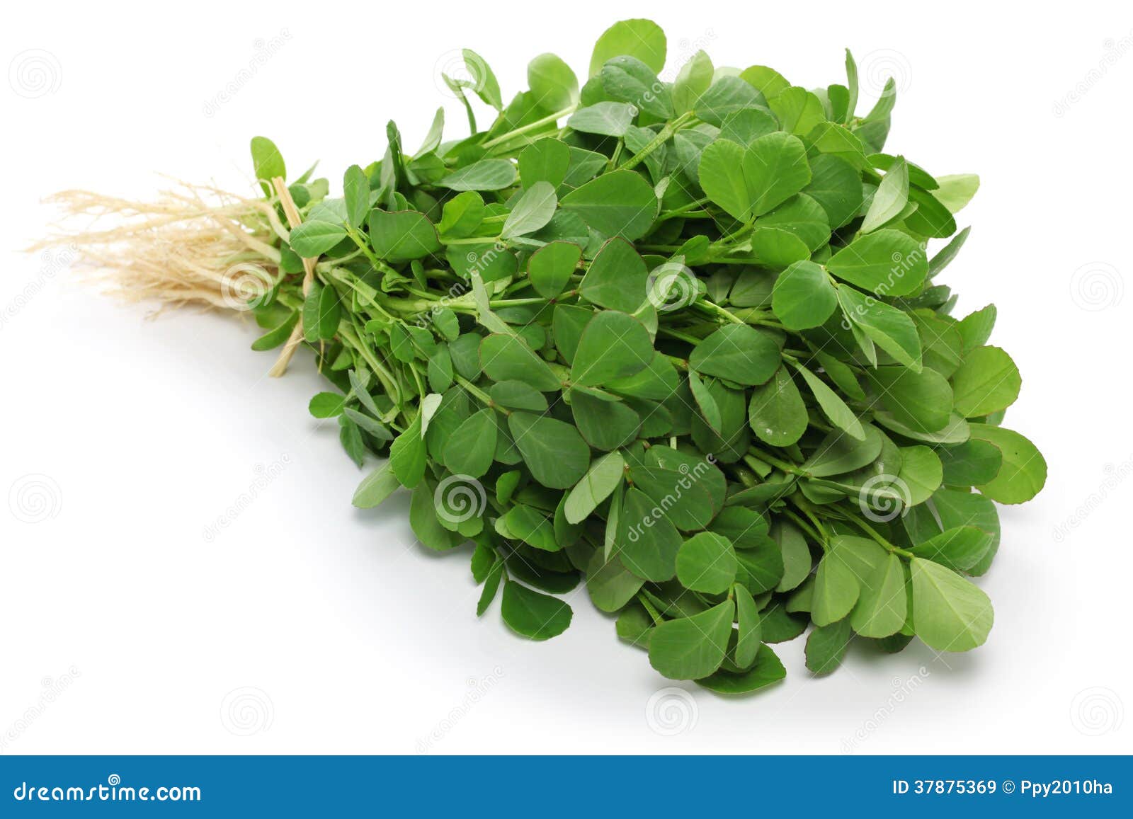 Methi, fenugreek leaves stock image. Image of plant, leaves 37875369