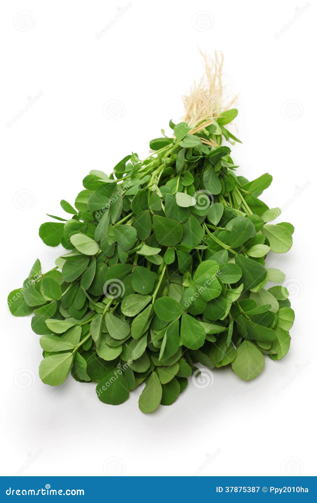 Methi, fenugreek leaves stock image. Image of leaves 37875387