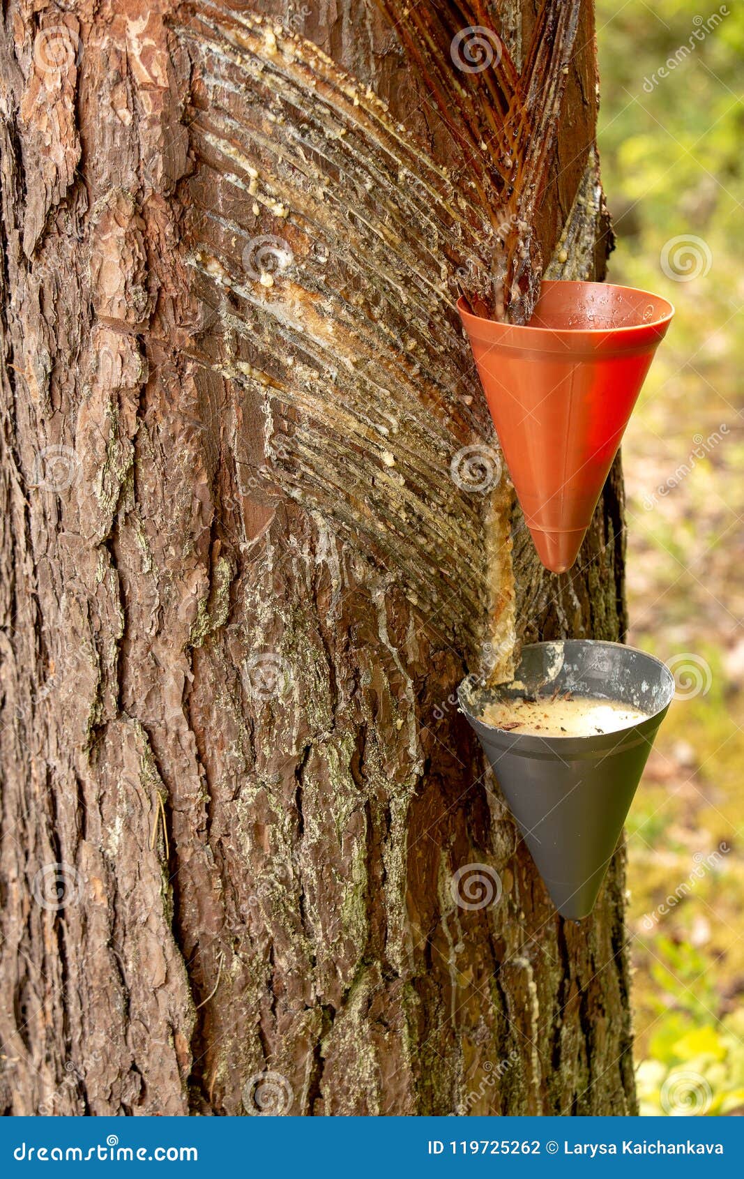 Method of Collecting Pine Resin Stock Photo - Image of collection