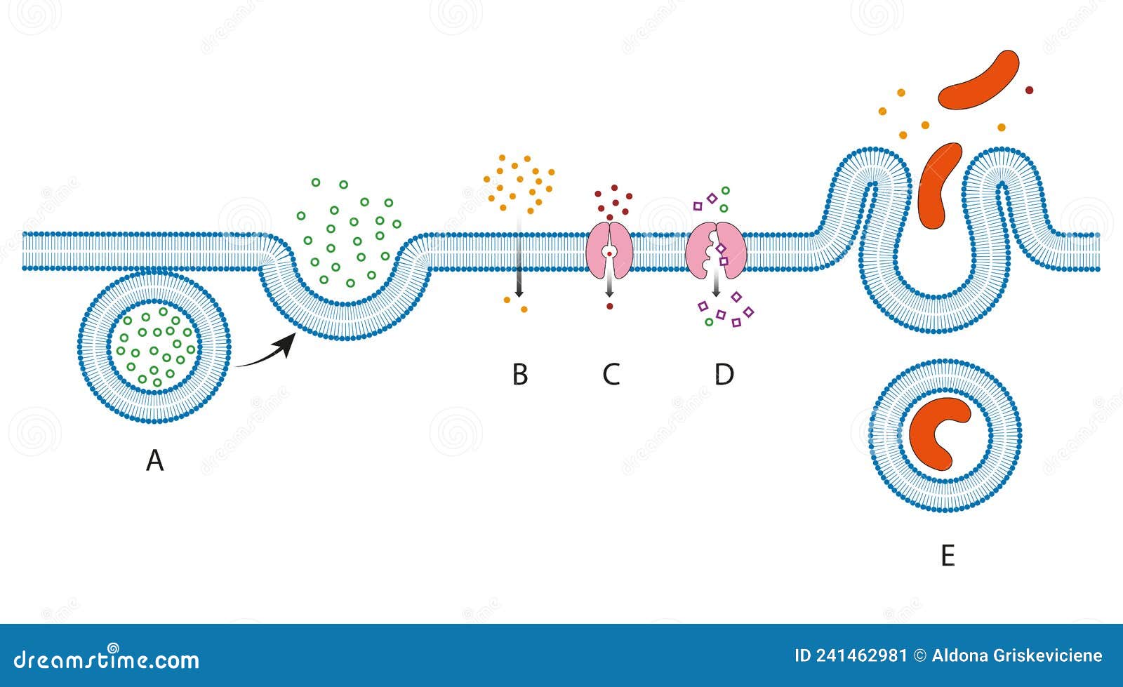 methods of movement through the cell membrane