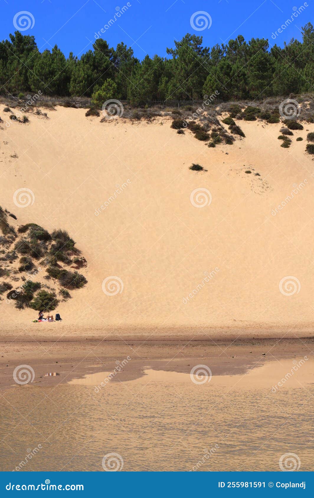 sand dune and pine forest at salir do porto, alcobaÃÂ§a, portugal