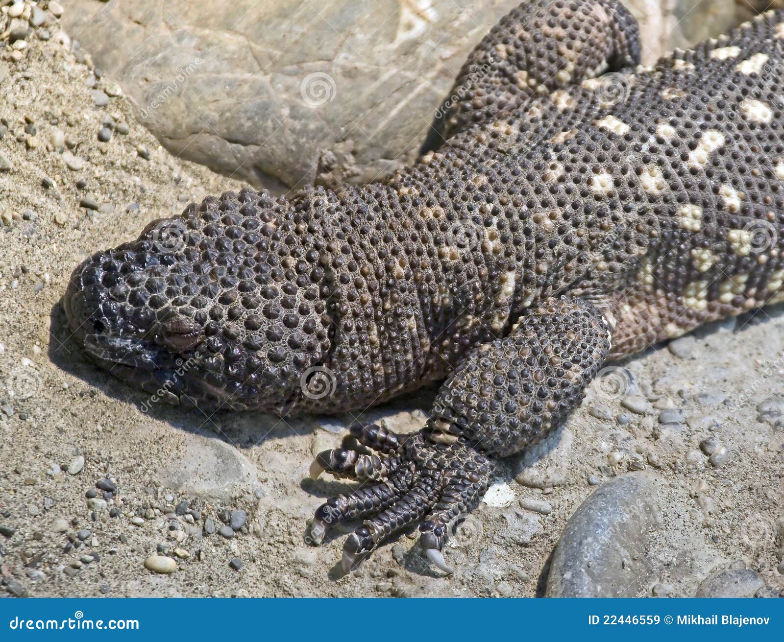 Mexican beaded lizard 6 stock image. Image of view, nice 22446559