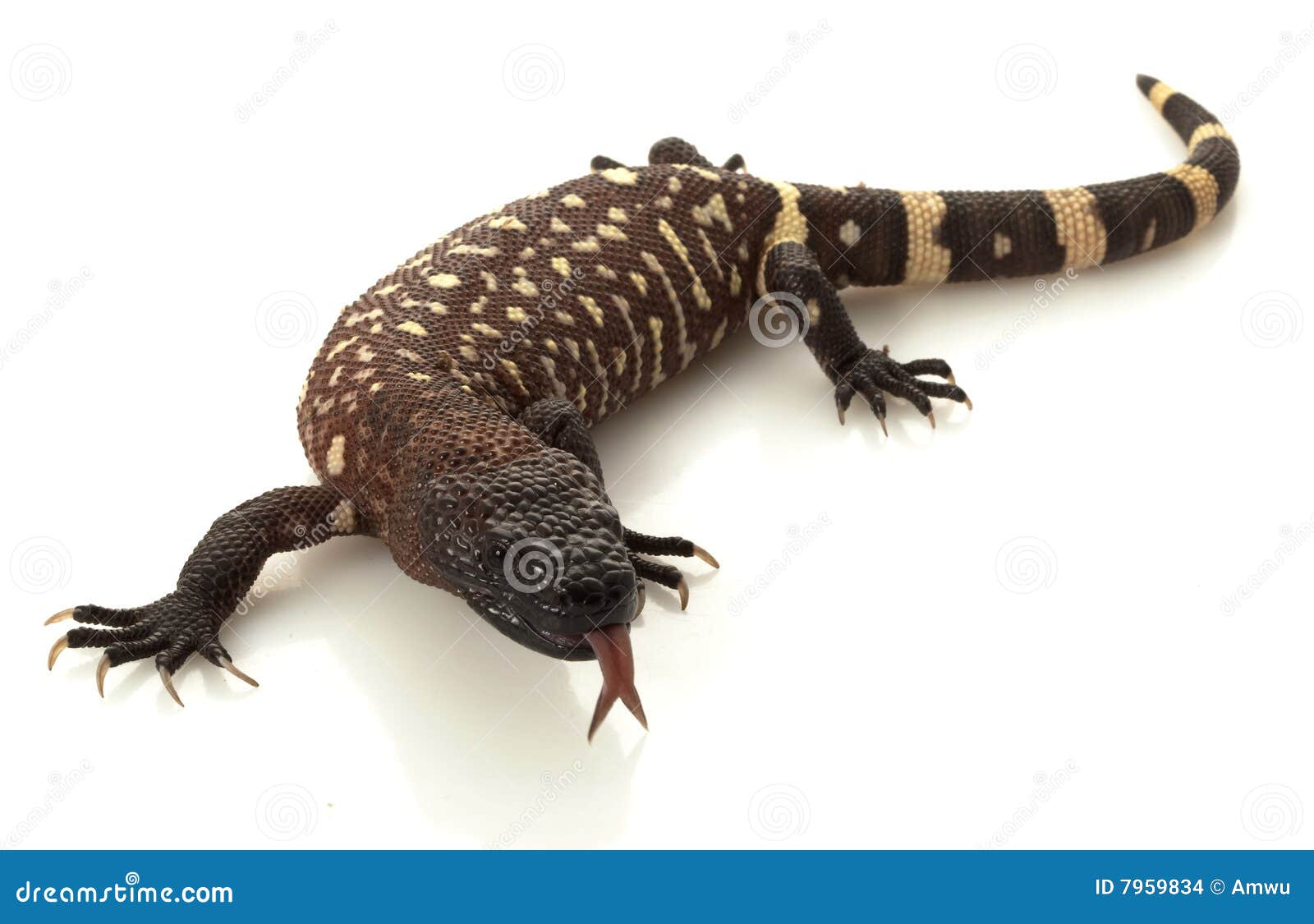 Mexican Beaded Lizard stock photo. Image of endangered 7959834