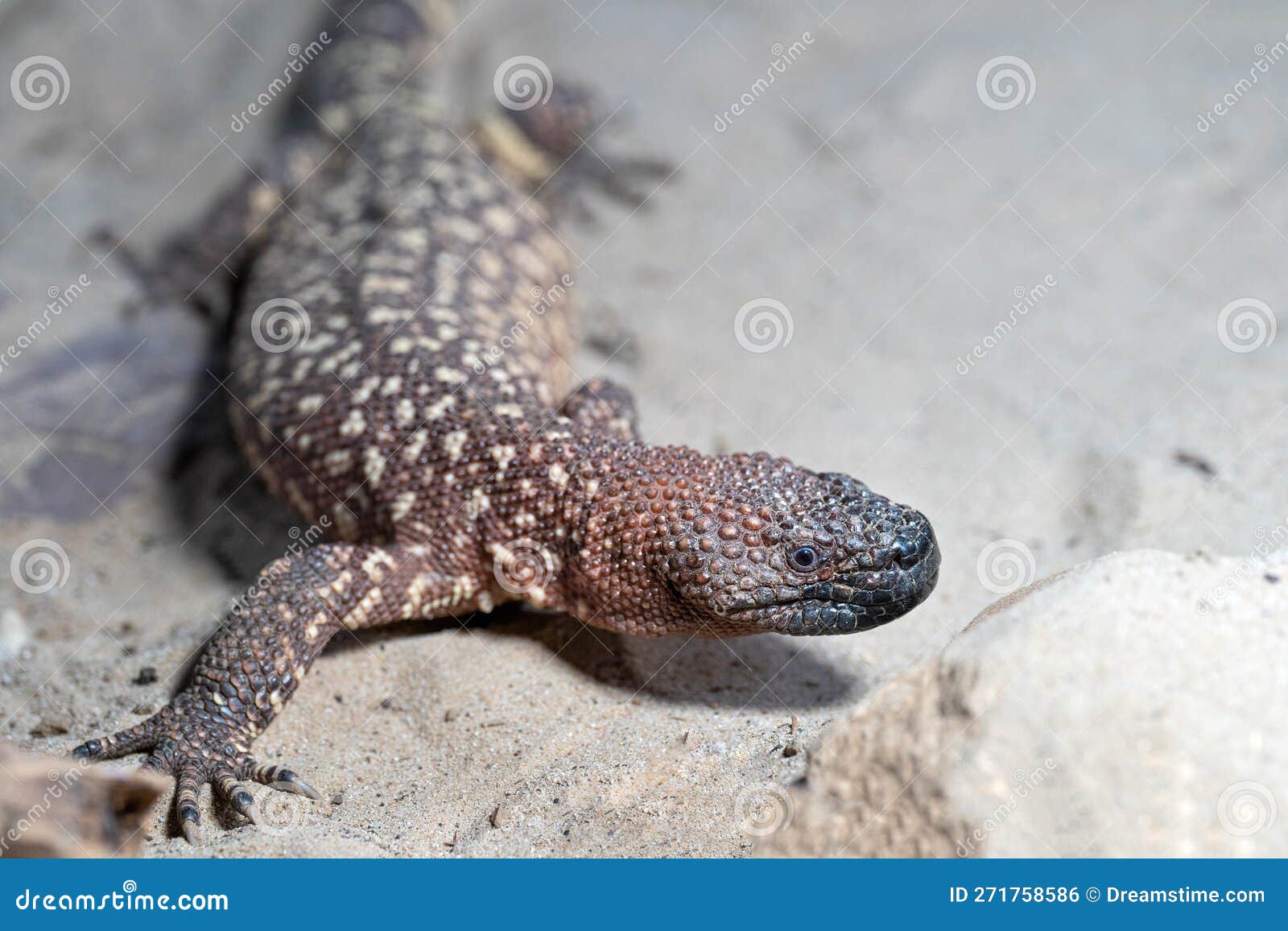 Mexican Beaded Lizard, Heloderma Horridum Stock Photo Image of wild