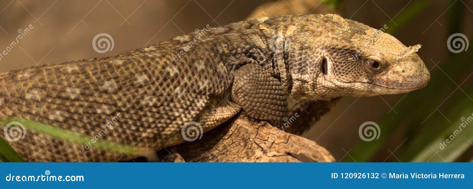 mexican beaded lizard