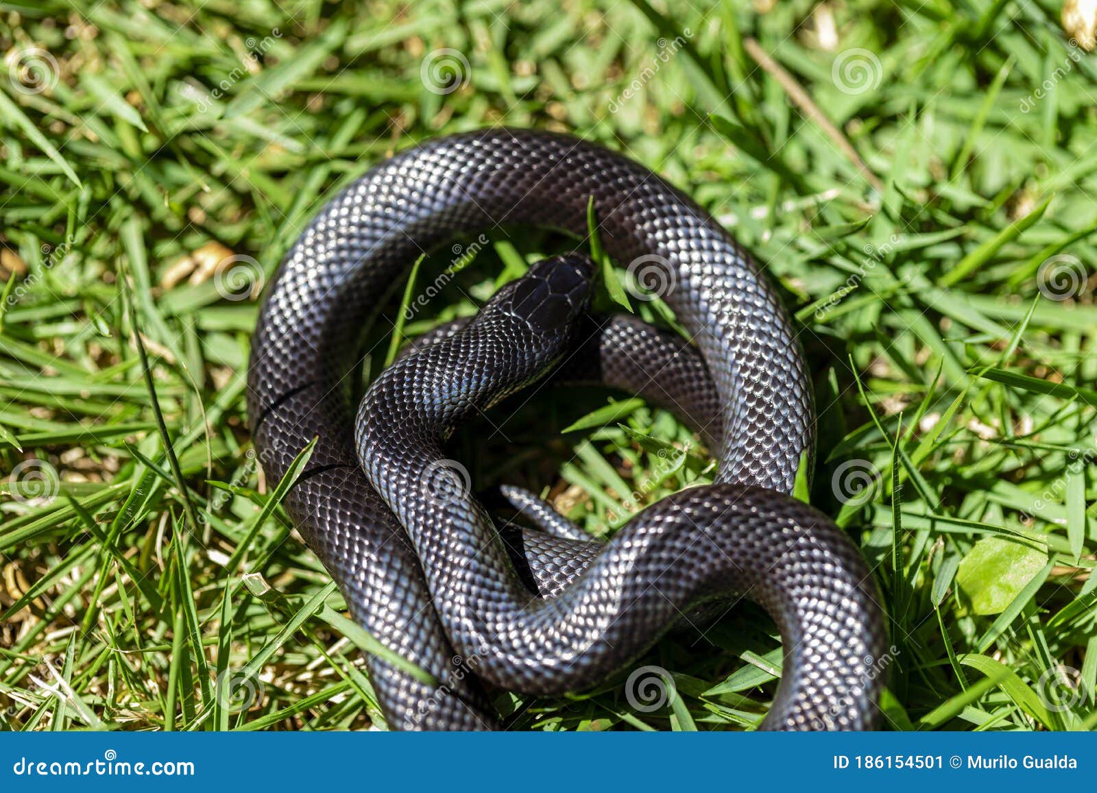 The Mexican Black Kingsnake Lampropeltis Getula Nigrita Is Part Of The Larger Colubrid Family Of Snakes And A Subspecies Of The Stock Image Image Of Snake Captive The Mexican Black Kingsnake Lampropeltis Getula Nigrita Is Part Of The Larger Colubrid Family Of Snakes And A Subspecies Of The Stock Image Image Of Snake Captive