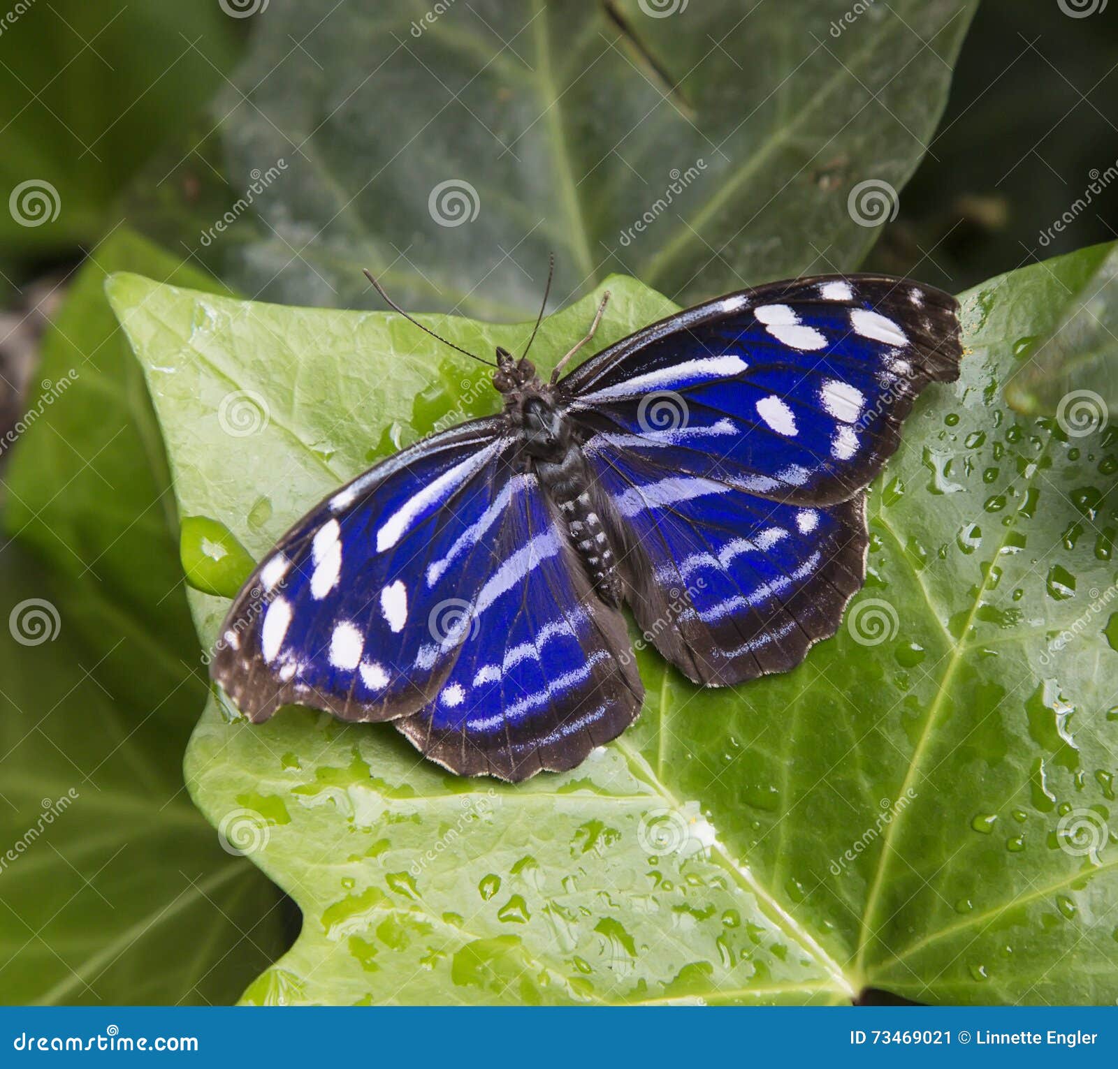 Mexican Bluewing Butterfly, Myscelia Cyaniris Stock Image Image of