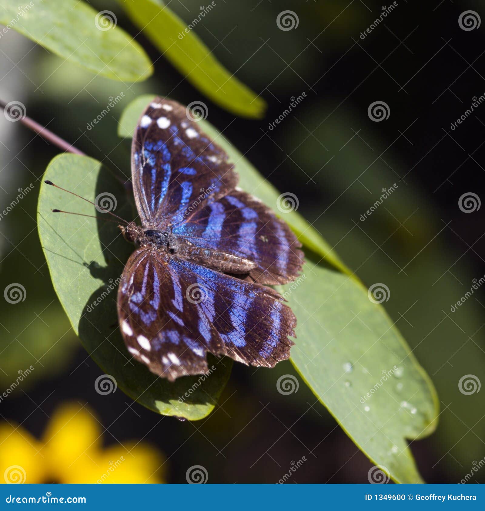 Mexican Bluewing Butterfly (Myscelia Ethusa) Stock Photo Image of