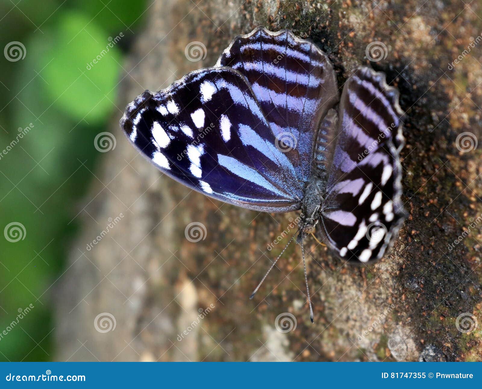 Mexican Bluewing Butterfly stock image. Image of nature 81747355