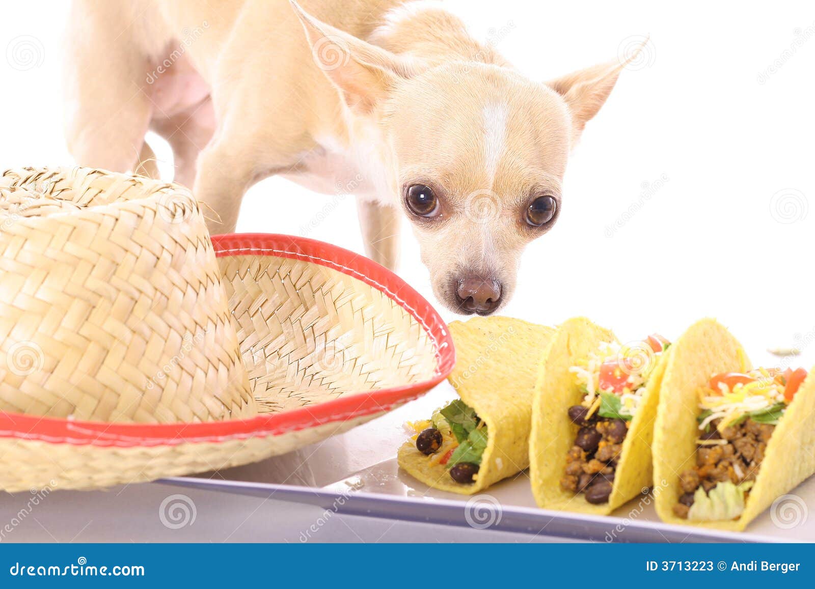 Mexican Chihuahua Stock Photos Image 3713223