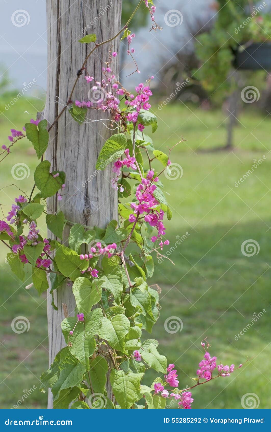 Mexican Creeper Flower In The Garden.Antigonon Leptopus, Commonly Known