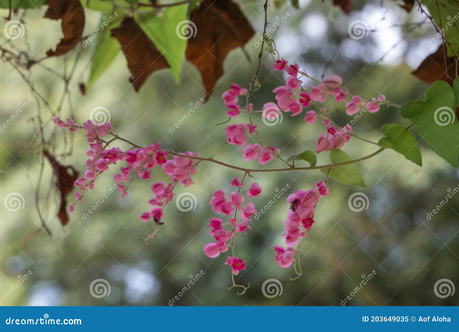 mexican creeper flower in the garden.antigonon leptopus, commonly known as coral vine, coralita or san miguelito vine.